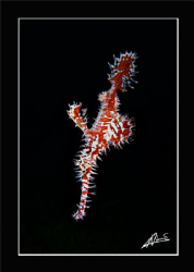 pregnant ornate ghost pipe fish by Adriano Trapani 